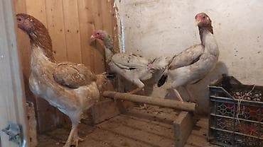 Toyuq cücələri, Damazlıq lalafo.az -da Toyuq cücələri, Damazlıq