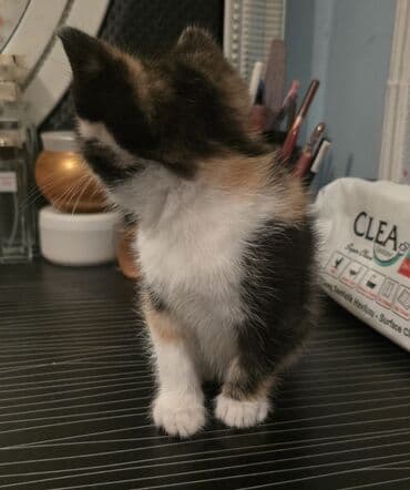 pişik biti: Dişi, Yaxşı əllərə — 10