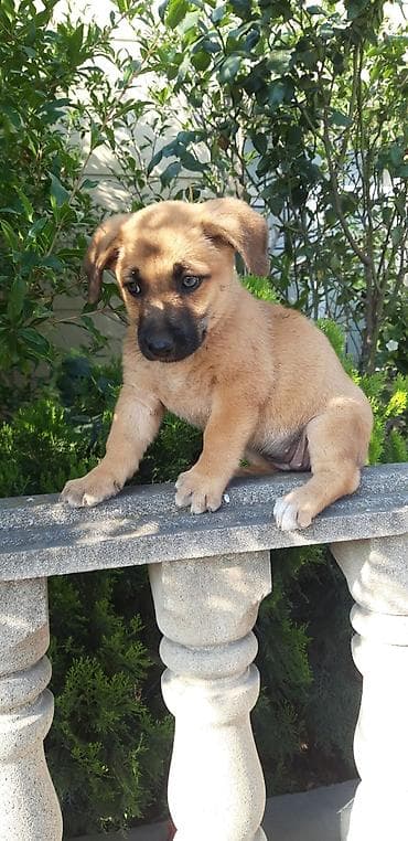 doberman satilir: Quzu, Dişi, ay: 2 — 2