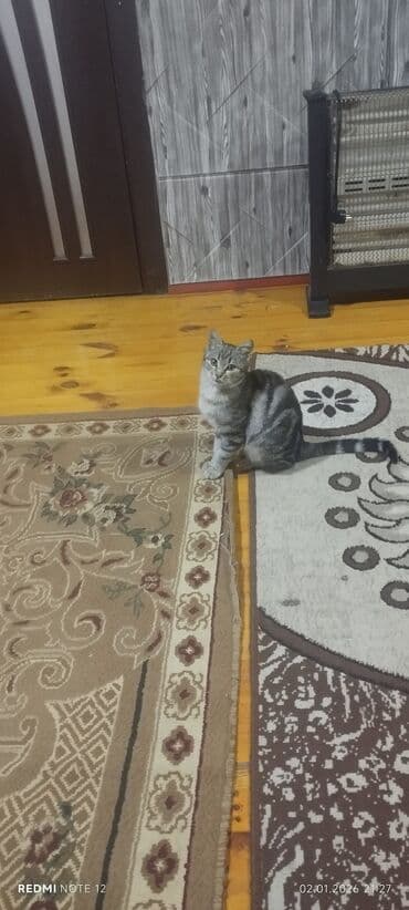 heyvan paltarları: Tabbi, Dişi, Yaxşı əllərə — 2