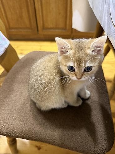 it bazari 2018: Şinşilla, Dişi, Yaxşı əllərə, Ünvandan götürmə, Pulsuz çatdırılma, Rayonlara çatdırılma — 6