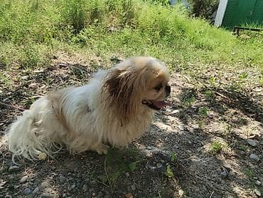 lələkli heyvanlar: Pekines, 11 ay, Erkek, Peyvəndli, Ödənişli çatdırılma — 1