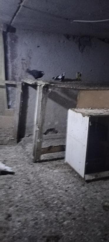 gəncə toyuq satan: Çutu son qiymet 15 manat unvan Gence gondermekde mumkundu 0513992050 — 6