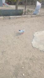 pavlin goyərcin: Salam olsun butun quwbazdara.demeli bu ag badamleleyler ikiside — 29