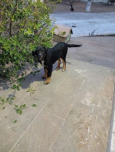 Pişiklər: 4 ay, Erkek, Peyvəndli, Ünvandan götürmə — 4