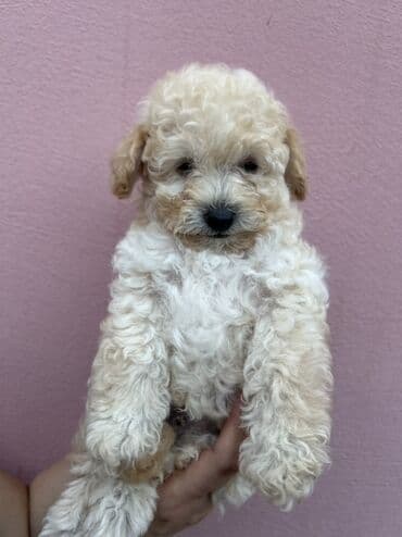 где можно купить собаку мальтипу: Пудель, С прививками — 4