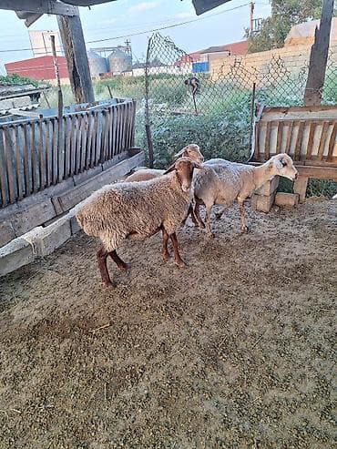 Mal-qara: 2ki qarın doğub 1 aydı qoçun alıbdı cavan damazlığ heyvandı — 2