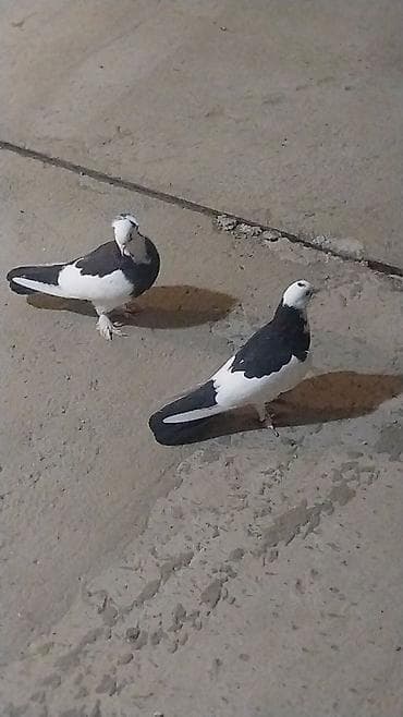 goyercin damı: Məhsul: qara boyun qara quyruq (cüt) Təsviri: - Rəng: qara boyun — 1