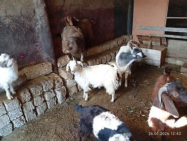 Inəklər, öküzlər: 6 ədəddir. 1 i balalayıb. Balası erkəkdir.Yanında hələb erkəyi var — 9