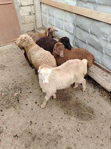 Pişiklər: 5 erkəy dir super quzular — 2