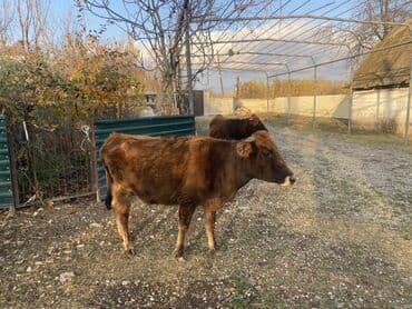 inək şves: Salam, 1ci inək 3cü qarın boğazdır 7 aylığ. İkinci inək, 1ci qarına — 7