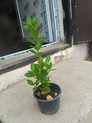 heserat yeyen bitkiler: Bitki: Həmişəyaşıl dekorativ koldur (saksıda fidan). • Tip: Çoxillik — 1