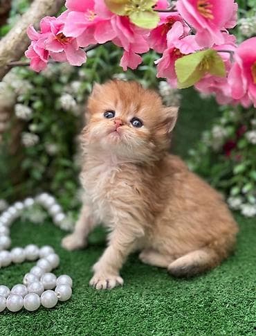 Şotland yastı qulaq, Dişi, Pulsuz çatdırılma