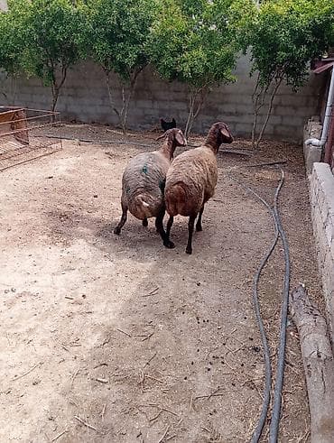 afcarka satışı: Dişi, Qala, il: 2, 90 kq, Damazlıq, Ünvandan götürmə — 5