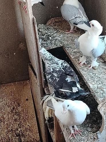 quslar: Şəkillərdə göstərilənlər: müxtəlif rəng və naxışlarda ev göyərçinləri — 4