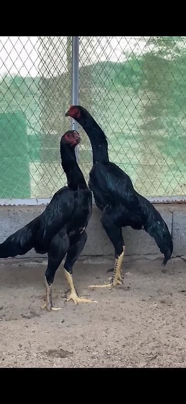 quşlar: Cins: Uzunboylu, döyüş tipli Asil/Şamo xəttindən qara rəngli xoruzlar — 8