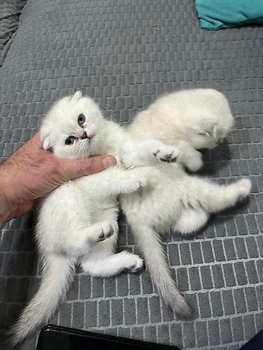 pişik adlari: Şotland yastı qulaq, Erkək, Dişi, Yaxşı əllərə, Ünvandan götürmə, Pulsuz çatdırılma, Ödənişli çatdırılma — 1