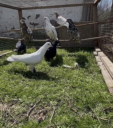 Göyerçinler satılır