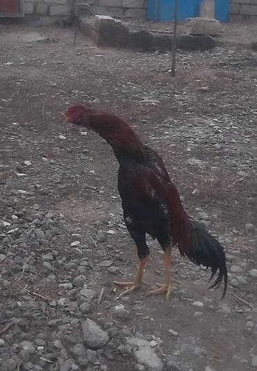 it sekilleri balaca: Aseel tipli xoruz - Cins: Uzunboyun, hündür ayaqlı Aseel tipli döyüş — 3