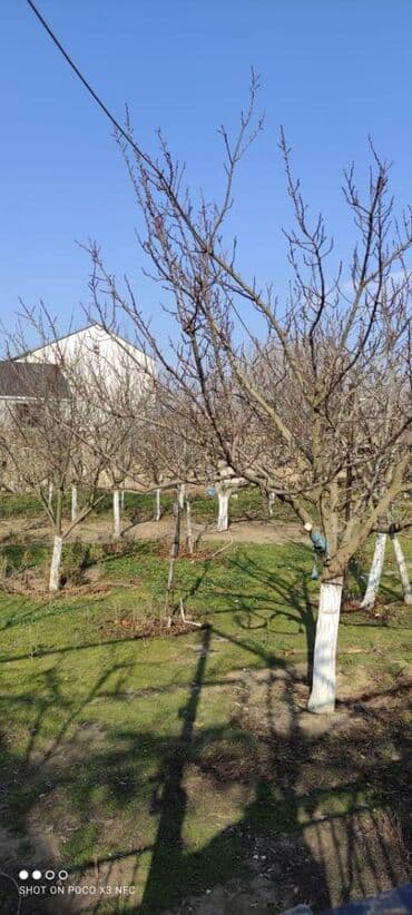 dübəndi torpaq: 11 sot, Makler, Kupça (Çıxarış) — 1