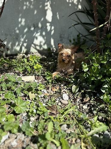 ən gozəl it adları: Yorkşir teryer, 10 ay — 1