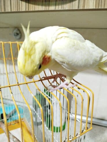 Dişi korella qefesle birge satilir Xüsusiyyətlər: - Sakit və lalafo.az -da — 2 Dişi korella qefesle birge satilir Xüsusiyyətlər: - Sakit və — 2