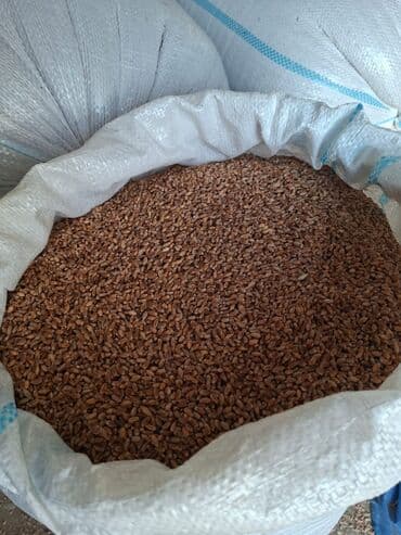 3d aboylarin qiymeti: Məhsuldar Bugda toxumu satılır Beyləqanda aqrotexniki qaydalarla — 3