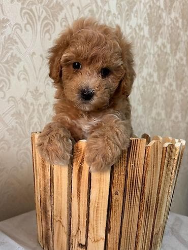 it qiz sekilleri: Pudel, 1 ay, Dişi — 4