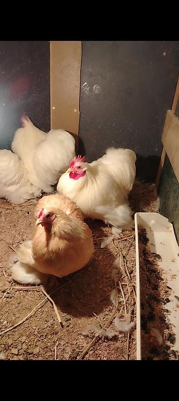 toyuq colpa: Toyuq cücələri, Damazlıq — 4