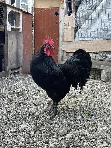 Heyvanlar üçün mallar: Təmiz qan avstrolop yumurtası,hər şey göz qabağındadır əlavə sözə — 1