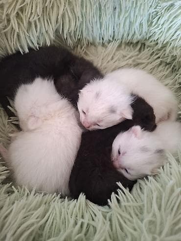 pişik yuvası: Ev pişiyi – balalarla - Ana pişik: qar kimi ağ tüklü, qısa tüklü — 2