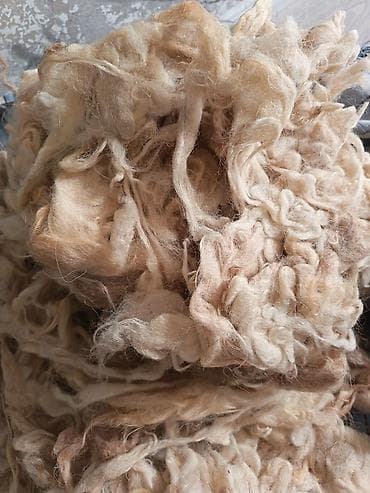 Часы для дома: Təbii qoyun yunu – açıq krem-bej tonlarda, uzun lifli və yumşaq — 1