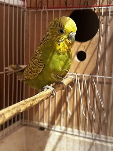 camış balası: Damazlıq — 2