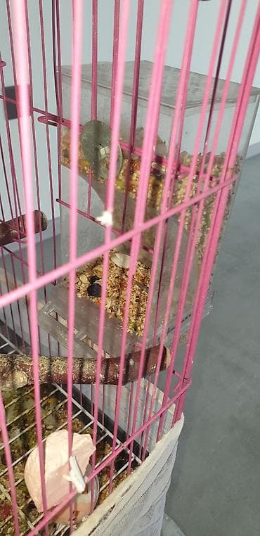 hazır yuva: Təcili korella tutuquşular satılır 🦜 Dişi və erkək korella — qohum — 5