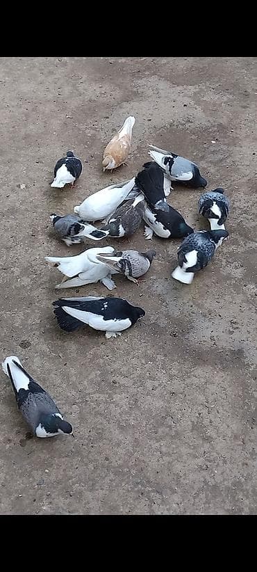 13 eded göyercin 7 ededi delfin 3 ededi start 3 ededide dekarativ