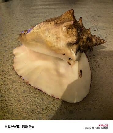 deniz ucun cetirler: Fiqur — 4