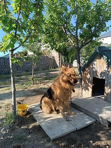 Alman çoban iti