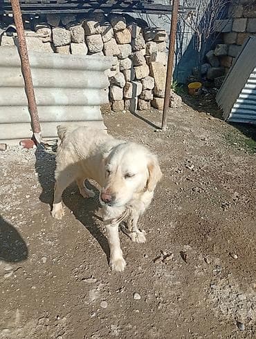 Retriever, 1 il, Erkek