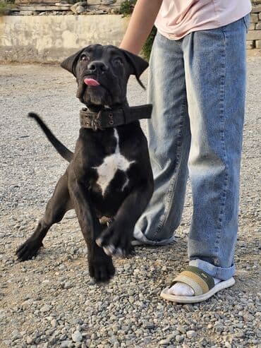 itler bala: Kane-Korso, 3 ay, Erkek, Peyvəndli, Ünvandan götürmə, Ödənişli çatdırılma — 3