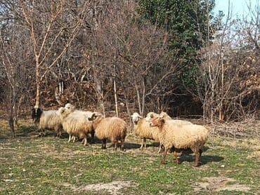 cins ineklerin satisi 2018: Qoyun sürüsü - Təxminən 8 baş ana qoyun və gənc dişilərdən ibarət — 2