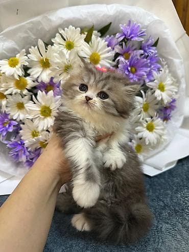 anqora pisik: Gözəl tüklü balaca pişik – boz-gümüş rəngli, ağ xallı, yumşaq və sıx — 5