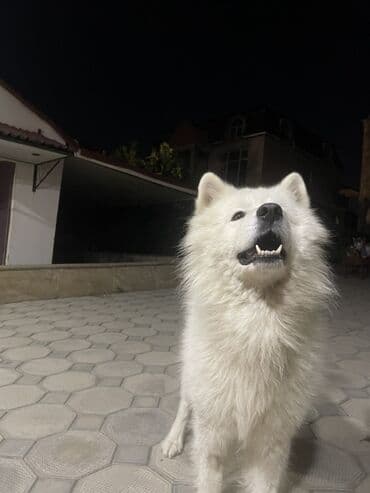 Pişiklər: Samoyed — 5