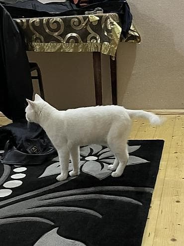 şotlant pişiy: Ağ pişik – ev pişiyi - Rəngi: Tam ağ, qısa və yumşaq tüklü - Gözləri — 6