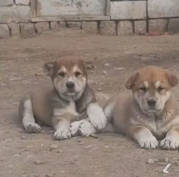 doberman balaları: Qurdbasar — 5