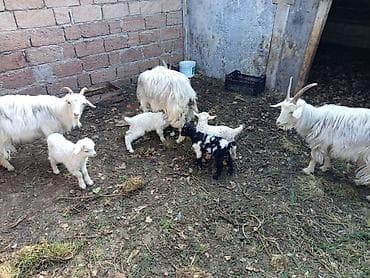 heyvanlar keci: Salam.Bu gördüyünüz heyvanlar dostumdadır.sarılır. 2tane iki balalı 1i — 2