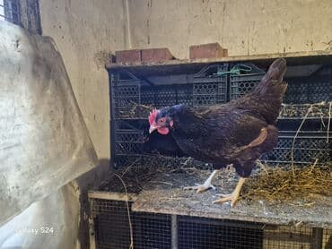 hinduşqa yumurtasi: Toyuq, Yumurtalıq — 1