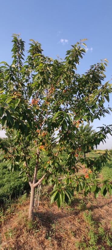 xacmaz torpag: 93 sot, Kənd təsərrüfatı — 12