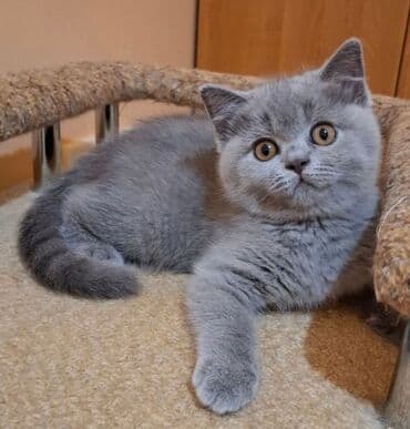 Britan, Dişi, Yaxşı əllərə, Ödənişli çatdırılma