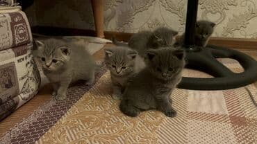 кот для вязки: Британская, Самец, Самка, Самовывоз — 5