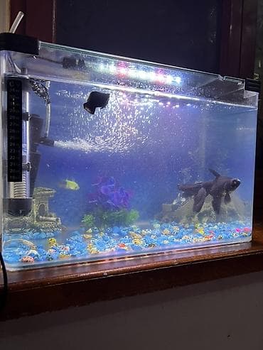 heyvanlar: Akvaryum seti – tam işlək komplekt - Şəffaf şüşə akvaryum, düzbucaqlı — 2